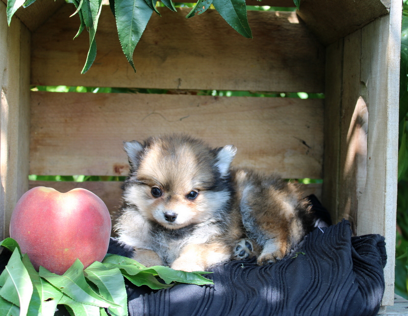 puppy, for, sale, Pomeranian, Matthew B. Stoltzfus, dog, breeder, Gap, PA, dog-breeder, puppy-for-sale, forsale, nearby, find, puppyfind, locator, puppylocator, aca
